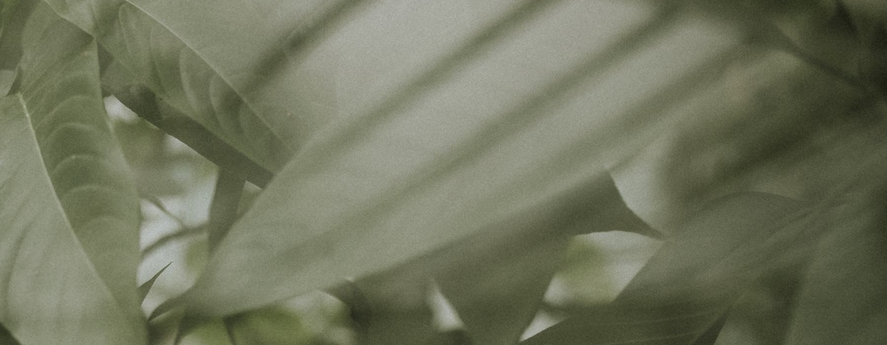 a close up of a leaf